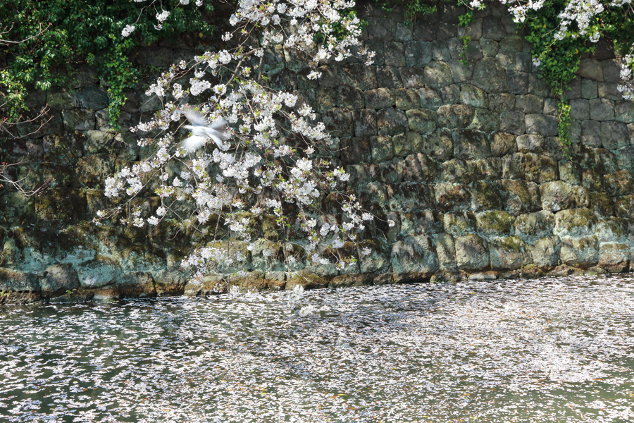 静岡桜