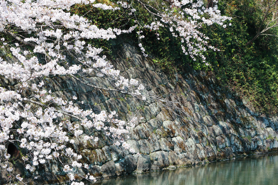 駿府公園の桜