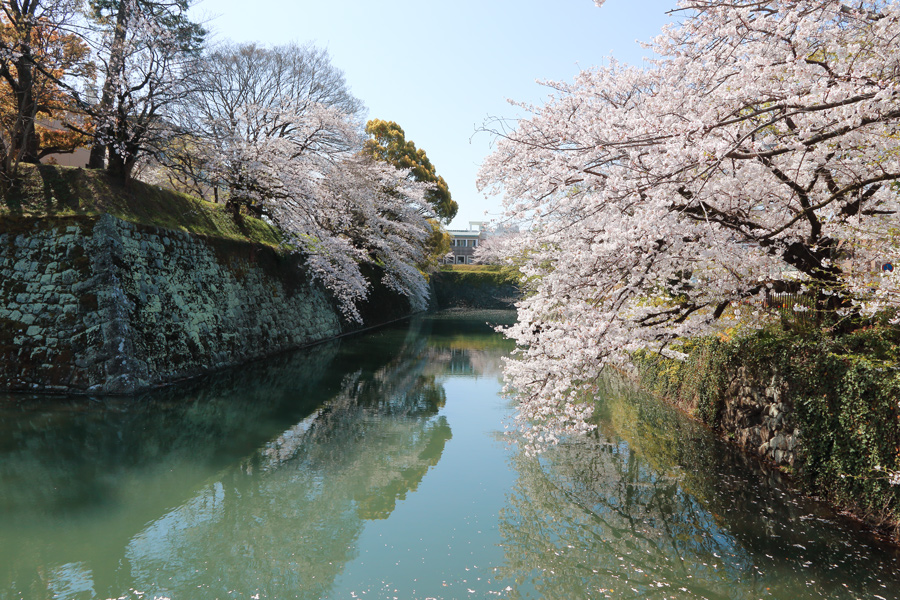 静岡の桜